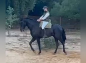 Hispano Araber, Wallach, 7 Jahre, 172 cm, Rappe, in Chiclana de la Frontera,