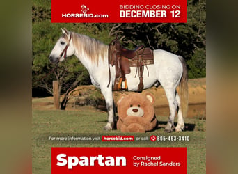 Quarter Pony, Ruin, 10 Jaar, 142 cm, Schimmel, in Joshua, TX,