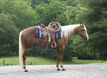 American Quarter Horse, Ruin, 4 Jaar, Palomino, in Millersburg