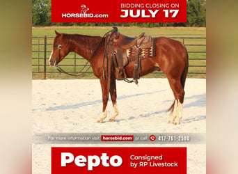 Quarter horse américain, Hongre, 5 Ans, 150 cm, Alezan cuivré, in Buffalo, MO,