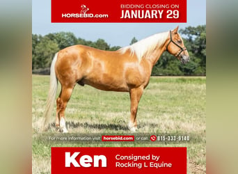 Quarter horse américain, Hongre, 7 Ans, 152 cm, Palomino, in Joy, IL,