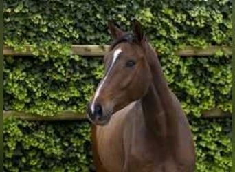 Zangersheider, Hongre, 4 Ans, 170 cm, Bai, in Waddinxveen,