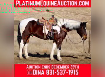 American Quarter Horse, Gelding, 9 years, 16 hh, Tobiano-all-colors, in Paicines CA