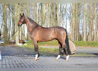 Hanoverian, Gelding, 14 years, 17 hh, Brown, in Bad Dürrheim