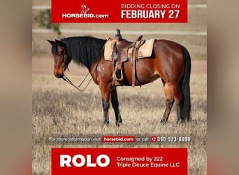 Quarter Pony, Merrie, 13 Jaar, 142 cm, Roodbruin, in Weatherford, TX,