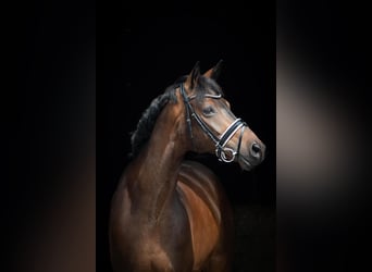 Hanovrien, Hongre, 8 Ans, 168 cm, Bai, in Herbstein