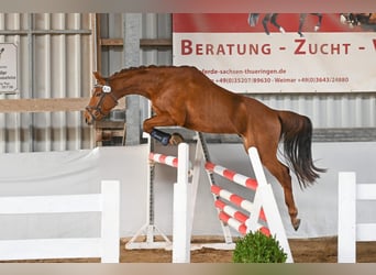 Wallach 3 Jahre
