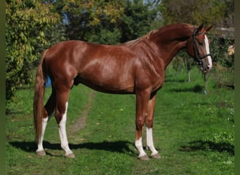 Caballo de deporte belga, Semental, 4 años, 168 cm, Alazán, in Szarvas