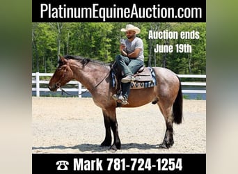 American Quarter Horse, Gelding, 6 years, 16 hh, Roan-Bay, in Bellingham MA,