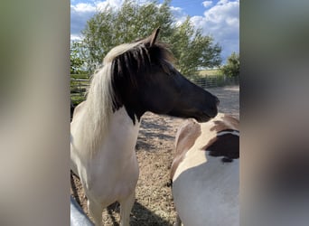 Islandpferd, Stute, 8 Jahre, 136 cm, Schecke, in Kandel