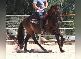 Andaluces, Caballo castrado, 3 años, 152 cm, Negro, in Mallorca