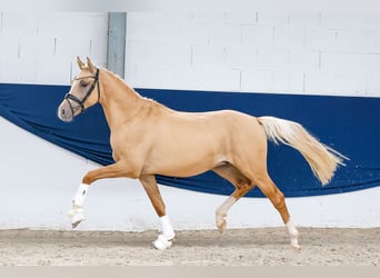 Duitse rijpony, Hengst, 2 Jaar, 148 cm, Palomino, in Marsberg