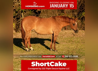 Quarter horse américain, Jument, 12 Ans, 142 cm, Isabelle, in Weatherford, TX,