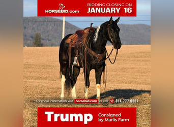 Friesian horses Mix, Gelding, 5 years, Black, in Rebersburg, PA,