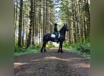 Fries paard, Ruin, 7 Jaar, 173 cm, Zwart, in Semmerzake