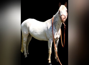 Quarter horse américain, Hongre, 4 Ans, 132 cm, Alezan brûlé, in Spencerville IN,