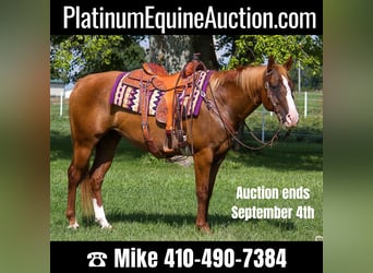American Quarter Horse, Gelding, 16 years, 15 hh, Sorrel, in Moutain Grove,
