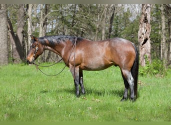 American Quarter Horse Mix, Gelding, 10 years, Roan-Bay, in Bernard