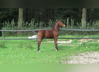 German Riding Pony, Stallion, Foal (05/2023), 14.2 hh, Brown, in Goch,