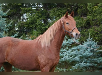 Trakehner, Merrie, 6 Jaar, 167 cm, Vos, in Liebstadt