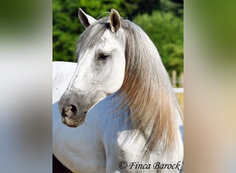 PRE Mix, Wallach, 5 Jahre, 165 cm, Schimmel, in Wiebelsheim