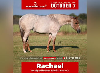 American Quarter Horse, Merrie, 4 Jaar, 150 cm, Roan-Red, in Waco, TX,