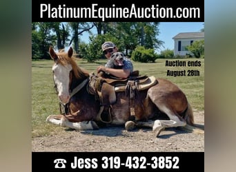 Quarter horse américain, Hongre, 7 Ans, 135 cm, Rouan Rouge, in Van Horne IA,