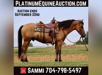 American Quarter Horse, Gelding, 7 years, 15 hh, Buckskin, in Brooksville KY,