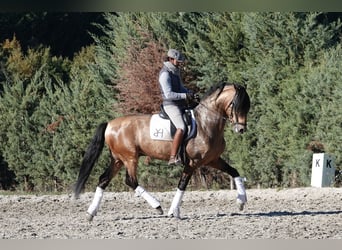 PRE, Semental, 8 años, 165 cm, Bayo, in Noain