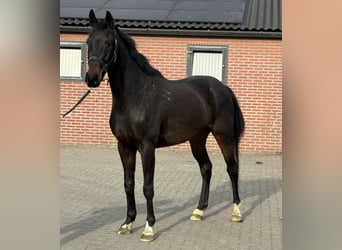 Duits sportpaard, Ruin, 5 Jaar, 165 cm, Zwartbruin, in Zieuwent