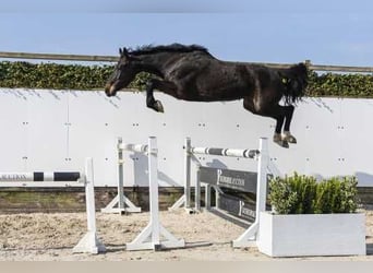 Zangersheider, Stute, 5 Jahre, 165 cm, Dunkelbrauner, in Waddinxveen,