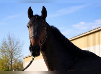 Irish Sport Horse, Gelding, 4 years, 16,2 hh, Black, in Elze Esbeck