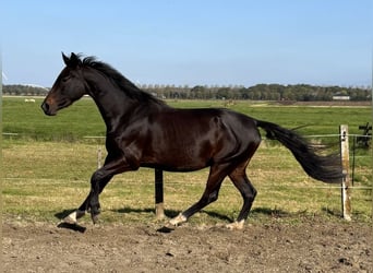 KWPN, Sto, 3 år, 165 cm, Mörkbrun, in Zwartewaal,