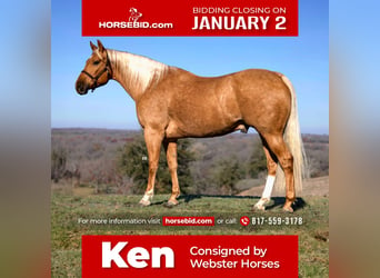 Quarter horse américain, Hongre, 7 Ans, 157 cm, Palomino, in Lipan,