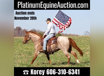 Quarter horse américain, Hongre, 8 Ans, Rouan Rouge, in Whitley city KY,