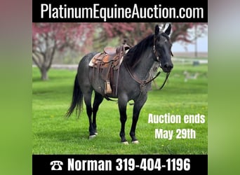 Quarter horse américain, Hongre, 12 Ans, 147 cm, Rouan Bleu, in Zearing, IA,