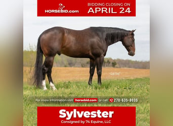 Quarter horse américain, Hongre, 5 Ans, 152 cm, Bai cerise, in Madisonville, KY,