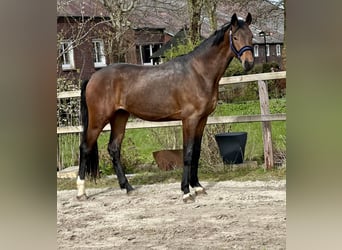 Oldenburger, Hengst, 3 Jahre, 170 cm, Brauner, in Vechta