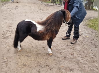 Shetland Ponys, Hengst, 2 Jahre, 77 cm, in Wehl,