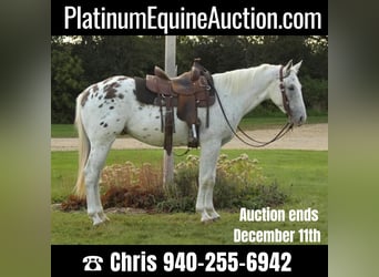 Appaloosa, Hongre, 5 Ans, Blanc, in Fort Atkinson WI,