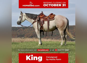 Quarter horse américain, Hongre, 6 Ans, 150 cm, Gris, in Rebersburg, PA,