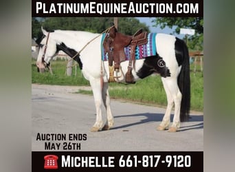 American Quarter Horse, Wallach, 10 Jahre, 152 cm, Tobiano-alle-Farben, in Stephenville TX,