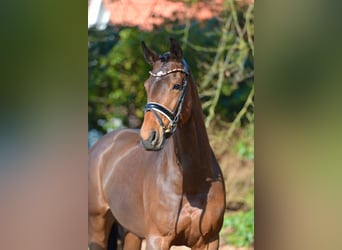 Oldenburg, Giumenta, 9 Anni, 168 cm, , in Holdorf