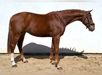 Oldenburg, Gelding, 5 years, 16.1 hh, Chestnut, in Prague