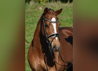 Duitse rijpony, Merrie, 10 Jaar, 146 cm, Vos, in Fürstenau,