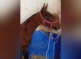 Lusitano, Stallion, , Gray, in Las Piñas,