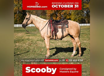 Quarter horse américain Croisé, Hongre, 7 Ans, 152 cm, Palomino, in Dalton, OH,