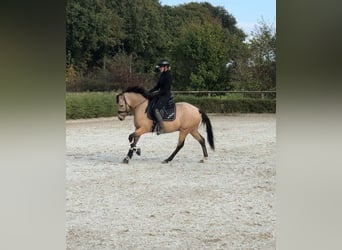 Poni alemán, Caballo castrado, 6 años, 147 cm, in Loxstedt