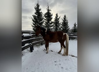 American Paint Horse Mix, Wałach, 19 lat, 164 cm, Srokata, in Leibertingen