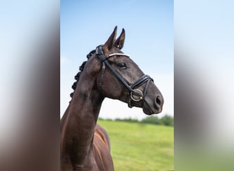 Hanoverian, Mare, 7 years, 16 hh, Black, in Kempten,